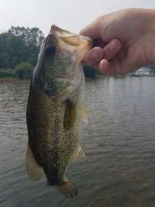Largemouth Bass