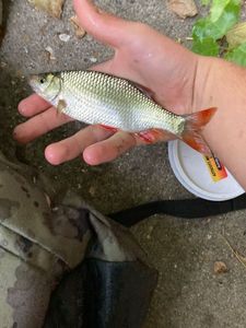 Roach