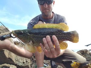 Ballan Wrasse