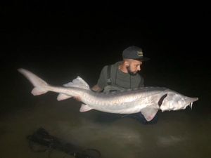 Beluga Sturgeon (European Sturgeon)