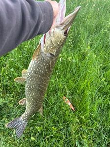 Northern Pike