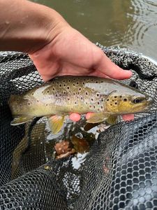 Brown Trout