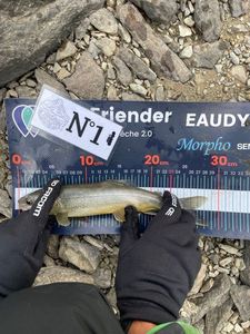 Arctic Char