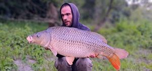 Common Carp