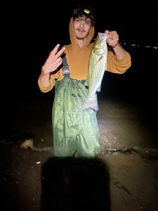 Striped bass