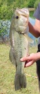 Largemouth Bass