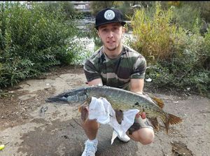 Northern Pike
