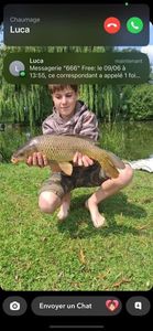 Common Carp