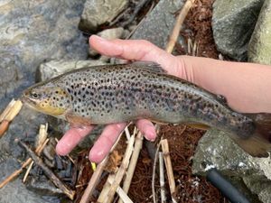 Brown Trout