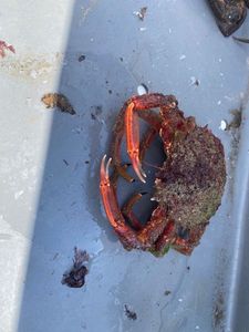 European Spider Crab