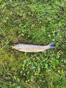 Brown Trout
