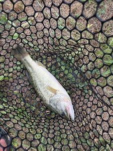 Largemouth Bass