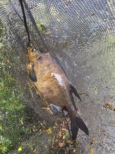 Common Bream