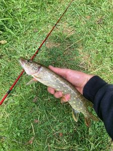 Northern Pike