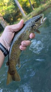 Brown Trout