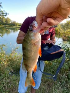 European Perch