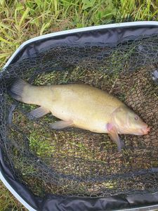 Tench