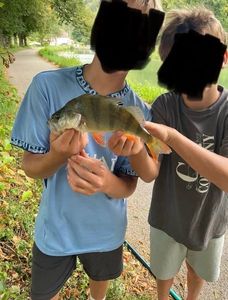 European Perch