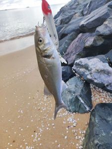 European Bass (Seabass)