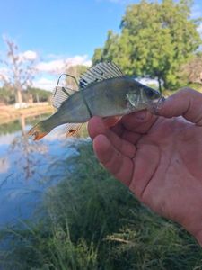 European Perch