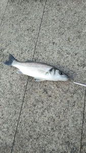 European Bass (Seabass)