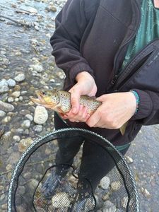 Brown Trout