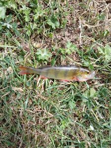 European Perch