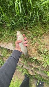 Rainbow Trout
