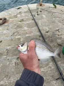 Black Seabream