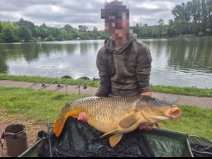Common Carp