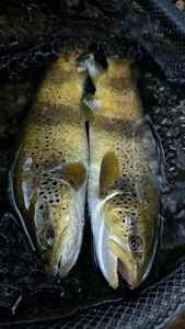 Brown Trout