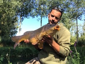 Common Carp