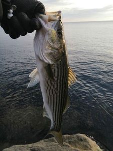 Striped Bass (Landlocked)