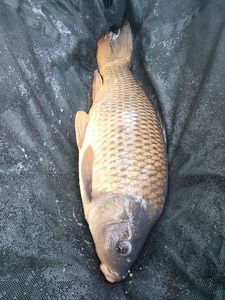 Common Carp