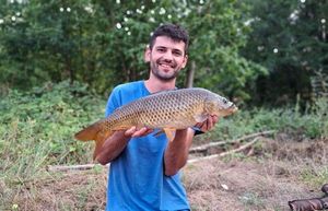 Common Carp