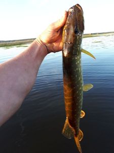 Northern Pike