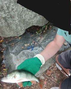 European Perch