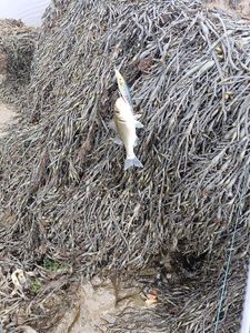 European Bass (Seabass)