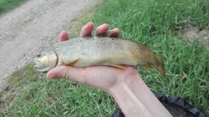 Brown Trout