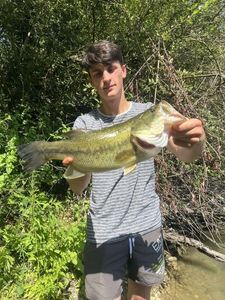 Largemouth Bass