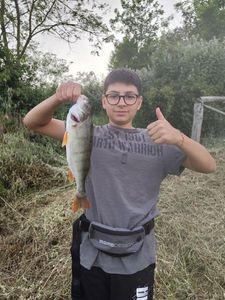 Yellow Perch