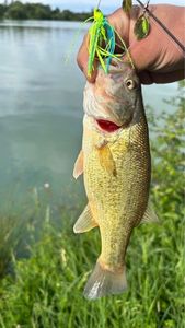 Largemouth Bass