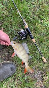 European Perch