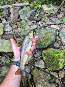 Brown Trout