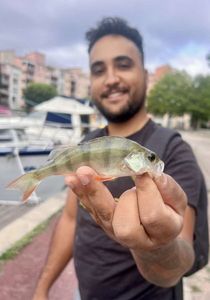 Golden Perch