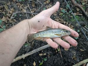 Brown Trout