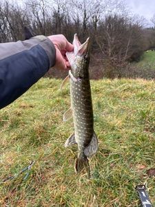 Northern Pike