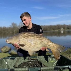 Common Carp