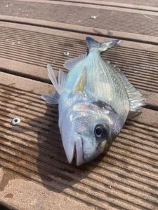 Gilthead Seabream