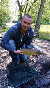 Common Carp